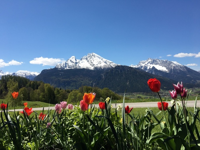Watzmann im Frühling mit Tulpen